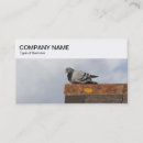 Recherche de pigeon cartes visite Élégant