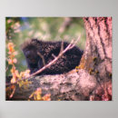 Recherche de porc épic posters Mignon