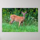 Recherche de cerfs communs de queue art Daine