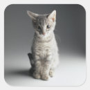 Recherche de chat tigré gris autocollants Chaton