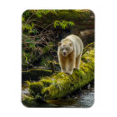 Recherche de ours blanc magnets Colombie britannique