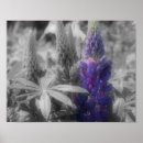 Recherche de de lupin posters Nature