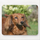 Recherche de teckels tapis souris Rouge