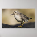 Zoek naar knopen posters Nautisch