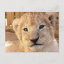 Recherche de petit animal de lion cartes postales Pour tous