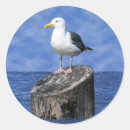 Recherche de mouette autocollants Océan
