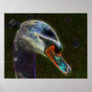 Recherche de cygne noir posters Nature