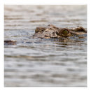 Recherche de nil posters Crocodile