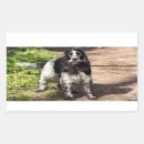 Recherche de cocker spaniel autocollants Animal