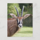 Recherche de antilopes cartes postales Animaux