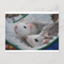 Zoek naar witte rat briefkaarten Ratten