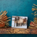 Recherche de cheval islandais plaques Superstock