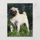 Recherche de faon cartes postales Chien