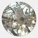 Recherche de fleurs de cerisier autocollants Arbre