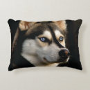 Zoek naar husky kussens Malamute