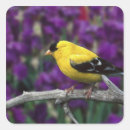 Recherche de oiseaux chanteurs autocollants Oiseau chanteur