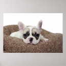 Recherche de tête de taureau posters Animaux domestiques