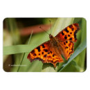 Recherche de butterflys magnets Orange