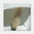 Recherche de peace magnets Nature