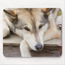 Recherche de chien traîneau tapis souris Animal