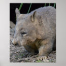 Recherche de wombat posters Australien