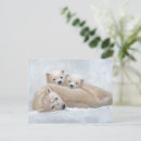 Recherche de ours arctique cartes postales Mignon