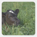 Recherche de tête de vache autocollants Ferme