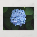 Recherche de pretty cartes postales Floral