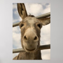 Recherche de burro posters Sourire