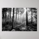Zoek naar mystieke posters Natuur
