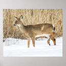 Zoek naar riet posters Winter