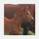 Recherche de danita delimont magnets Farm