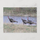 Recherche de turkey cartes postales Dindons