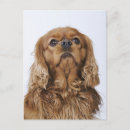 Zoek naar cavalier king charles spaniel briefkaarten Dier