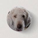 Recherche de caniche standard badges Mignon