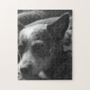 Recherche de heeler bleu Heelers