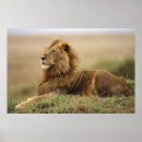 Recherche de monticule posters Masai mara