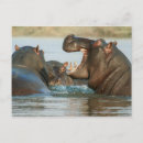 Recherche de hippopotame cartes postales Eau