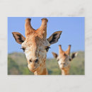 Zoek naar giraffen briefkaarten Dier