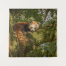 Zoek naar rode panda kunst Natuur