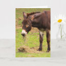 Recherche de mule vœux cartes Pays