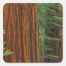 Recherche de yosemite autocollants Séquoia