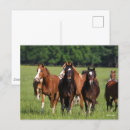 Zoek naar ponies briefkaarten Animal