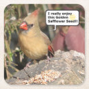 Recherche de cardinal du nord Nature