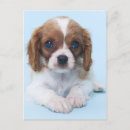 Recherche de le cavalier bleu posters Chiot