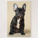 Recherche de frenchie puzzles Animaux domestiques