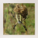 Recherche de araignée de jardin Arachnide
