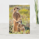 Recherche de suricate vœux cartes Famille