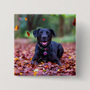 Recherche de feuille d badges Automne