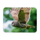 Recherche de oiseau de vol magnets Rapace